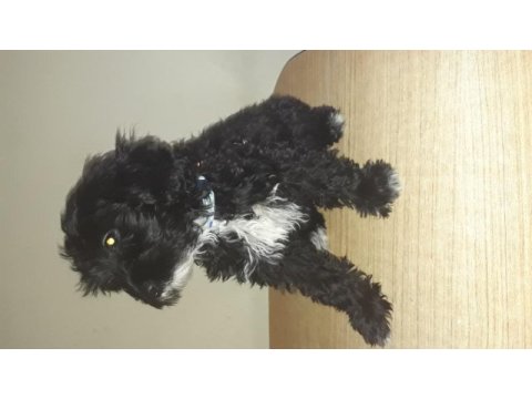 Terrier maltese siyah beyaz