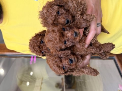 Toy poodle köpeklerim