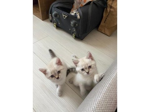British shorthair silver point yavrular