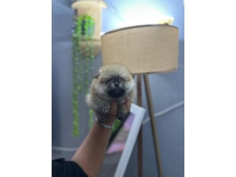 Pomeranian boo erkek ve dişi yavrularımız