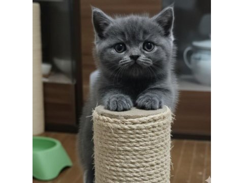 British shorthair minnoşum