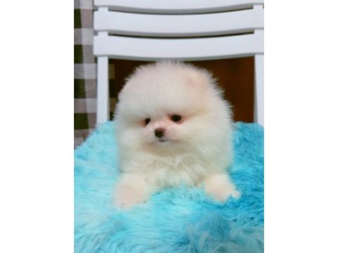 Pomeranian yavruları 