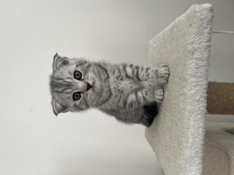 Scottish fold yavruları ailesini bekliyor