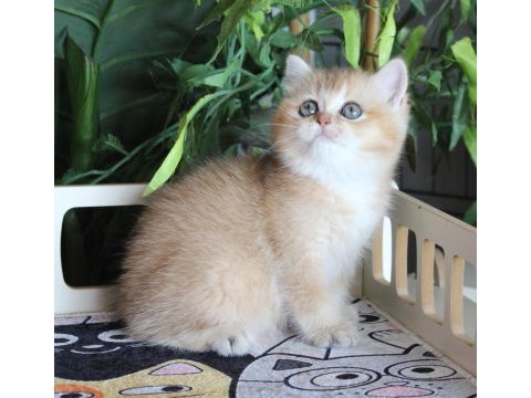 Safkan şecereli oyuncu dişi british shorthair hemen teslim