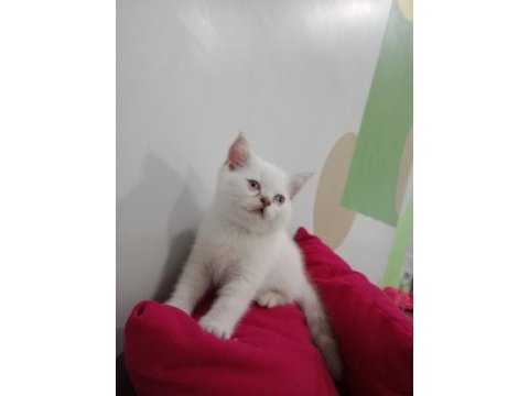 British shorthair blue point kedimize yeni yuva arıyoruz
