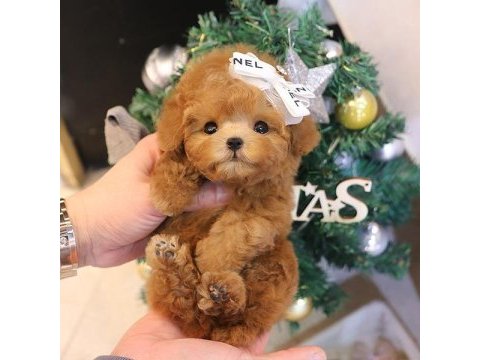 Toy poodle yavrularım
