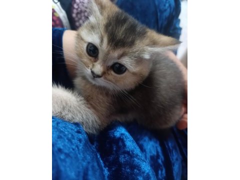Sevimli tam bir oyuncu kedidir