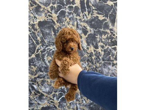 Toy poodle yavrularım orijinal