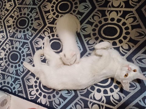 British shorthair kızımız