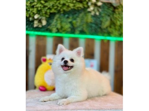 Pomeranian bebeğimiz