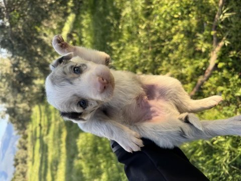 Anne altından red merle blue merle border collie