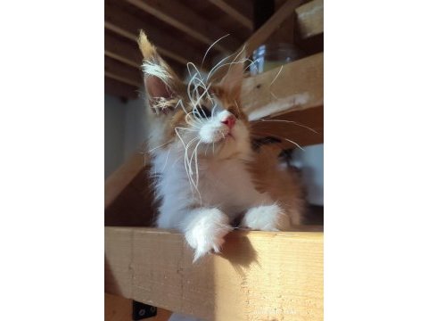 Xxl cüsse maine coon mükemmel profil dopdolu belge