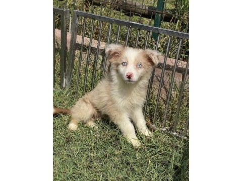 Mavi gözlü border collie erkek