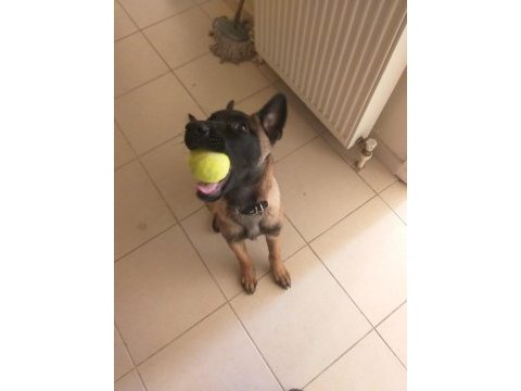 Güzel malinois kızımız deyzi