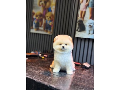 Sağlık ve ırk garantili pomeranian köpeği
