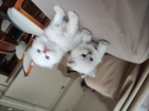British shorthair blue point blue eyes mavi gözlü