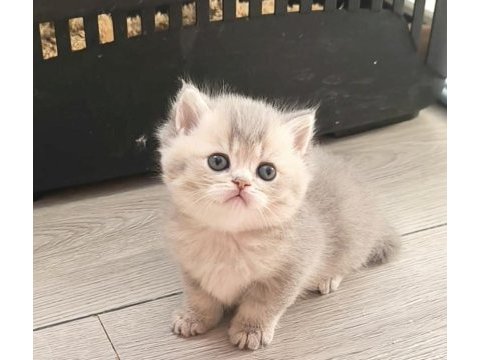 British shorthair ve longhair safkan