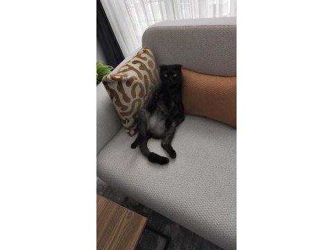Kedimiz paşamızdan ayrılıyoruz