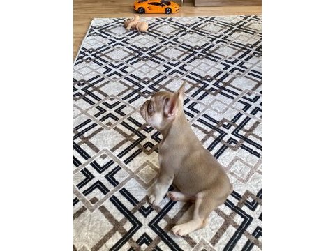 Nev shade rojo and tan french bulldog