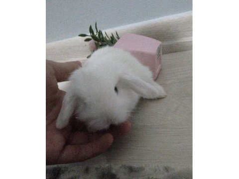 Hollanda lop tavşanı yavrusu istanbul fatih