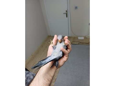 Üst mutasyon özel renk monk bebek