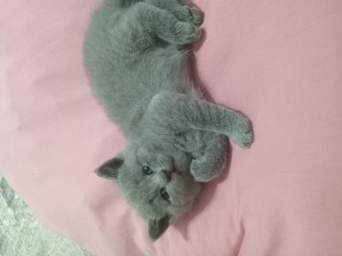 Minik british shorthair yavrumuz sahiplendiriyoruz