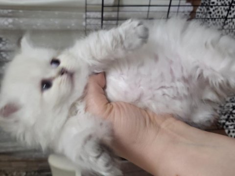 British longhair taneleri yeni yuvasını bekliyor
