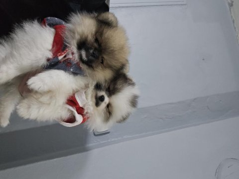 Pomeranian boo bebeklerim