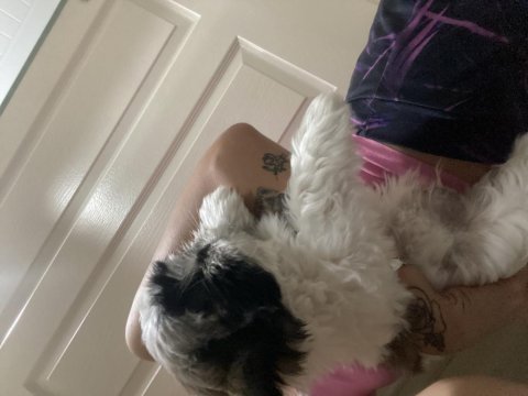 2 aylık shih tzu yarı fiyatına
