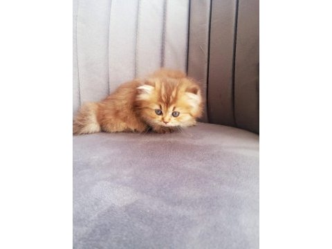 Golden bristih longhair