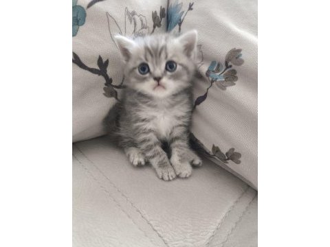 Safkan british shorthair yavru