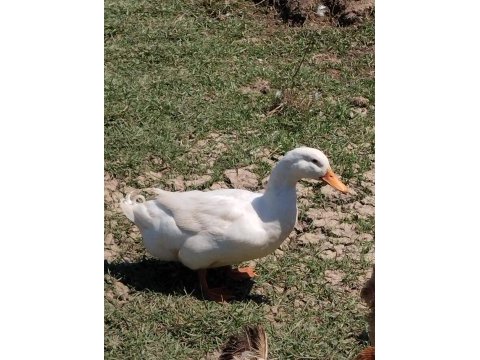 Pekin ördeği 1 yaşında