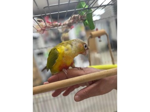 Satılık el besleme full evcil pineapple conure papağanı
