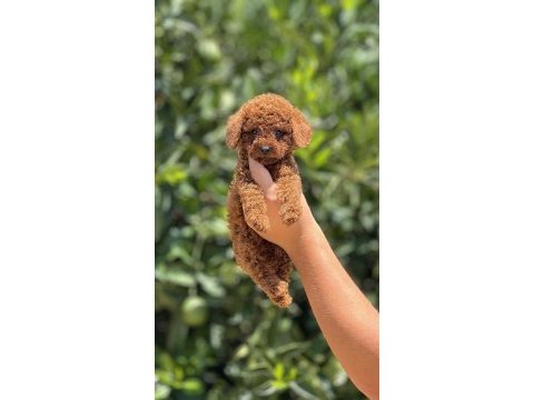Irk ve sağlık garantili poodle yavrularımız