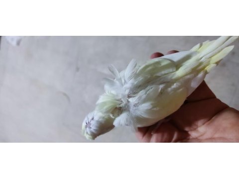 Sevda muhabbet sultan papağanı yavrular