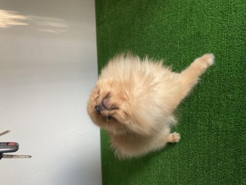 15 aylık aşılı çipli pomeranian