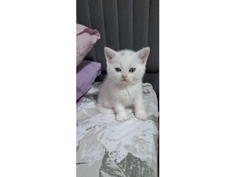 Kucuk minnak kedilerim