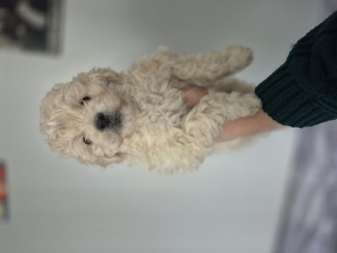 Maltipoo yavrum 55 günlük