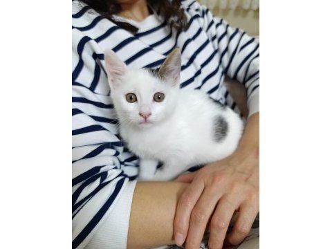 Prenses kedimizin şansı dönsün