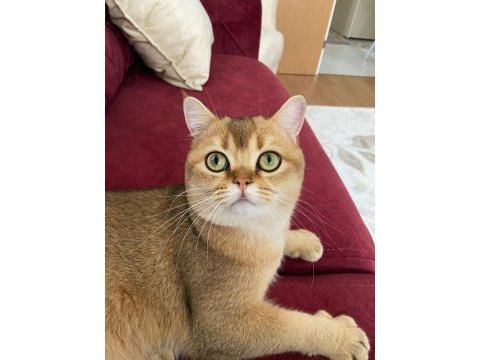 British shorthair golden