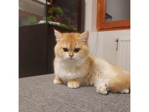 British shorthair kedisi