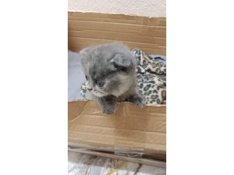 Mama karşılığında kediler