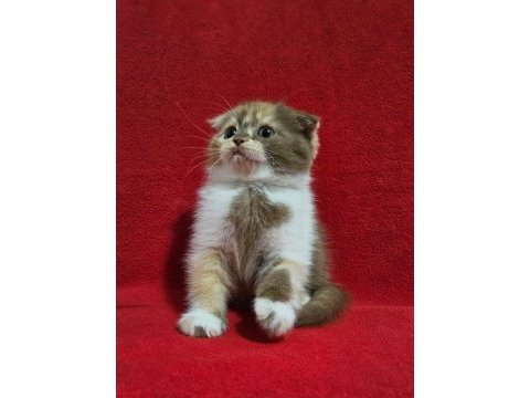 Muhteşem scottish fold bebekler