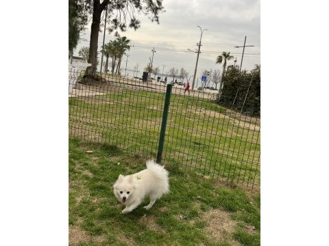 İlgilenemediğimiz için 2 yaşına yakın pomeranian spitz