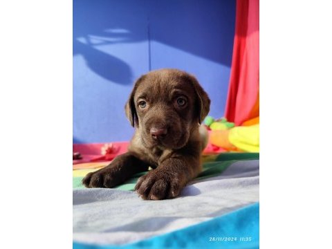 Kahverengi müthiş güzellikte labrador yavrular