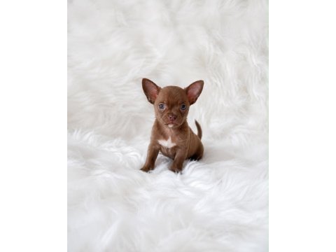 Apple head mini chihuahua