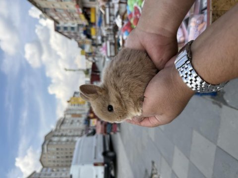 Cüce yavrularımız hazır