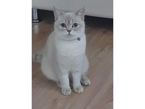 British shorthair kedimiz