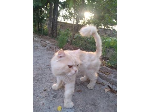İran kedisi