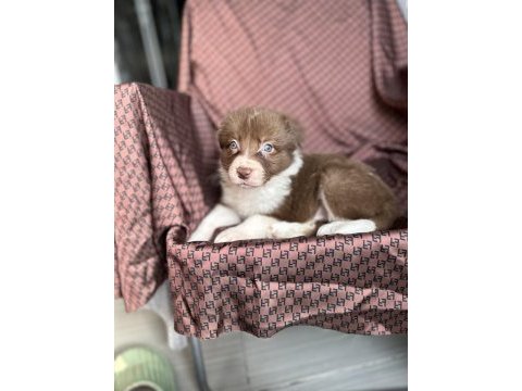 Her renk border collie yavrusu (bursa köpek okulu)